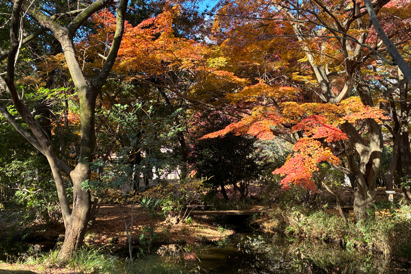 濯川沿いの紅葉