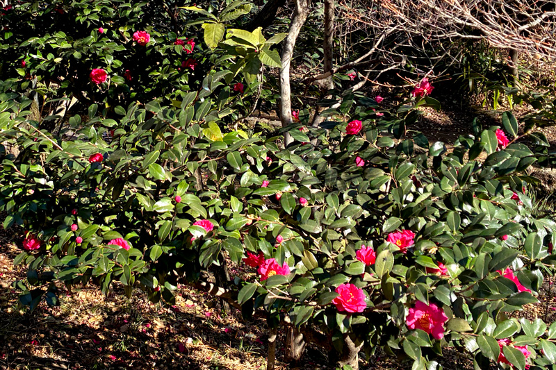濯川沿いに咲く寒椿