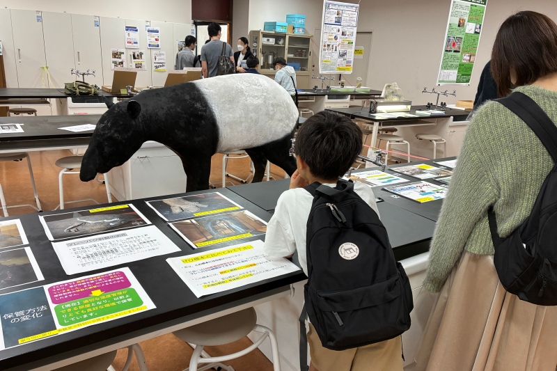 修繕されたマレーバクの展示 - 前