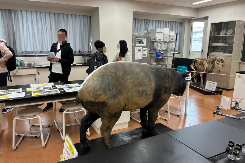 修繕されたマレーバクの展示 - 後