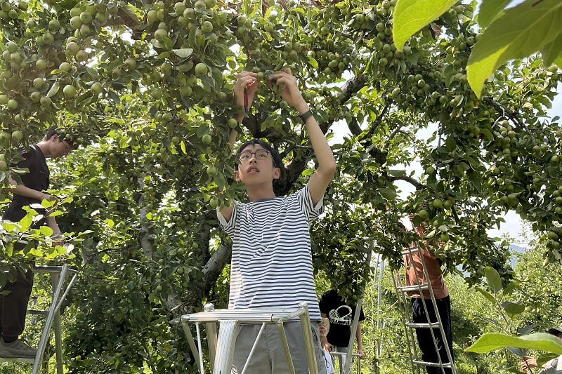 りんご園での作業のお手伝い