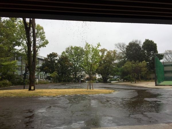 雨の前庭の画像