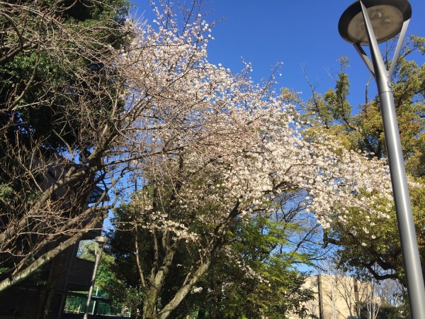 東門前の桜の画像