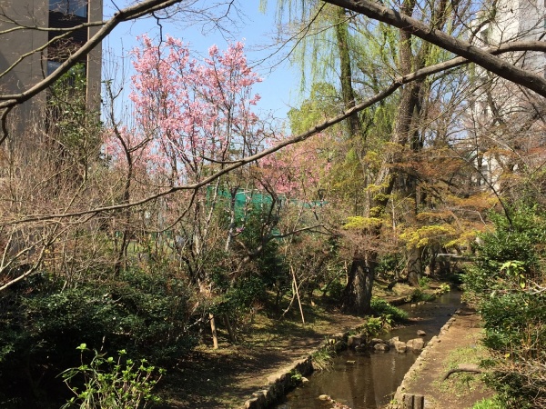 濯川と桜の画像